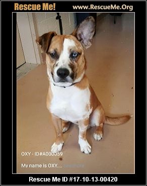 australian shepherd yahoo answers georgia australian shepherd rescue u2015 adoptions u2015 rescueme org australian shepherd yahoo answers georgia australian shepherd rescue u2015 adoptions u2015 rescueme org