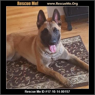 belgian shepherd rescue california illinois belgian malinois rescue u2015 adoptions u2015 rescueme org belgian shepherd rescue california illinois belgian malinois rescue u2015 adoptions u2015 rescueme org