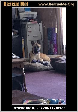 belgian shepherd malinois rescue colorado belgian malinois rescue u2015 adoptions u2015 rescueme org belgian shepherd malinois rescue colorado belgian malinois rescue u2015 adoptions u2015 rescueme org
