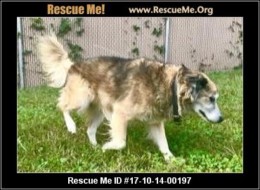 south carolina australian shepherd rescue north carolina australian shepherd rescue u2015 adoptions u2015 rescueme org south carolina australian shepherd rescue north carolina australian shepherd rescue u2015 adoptions u2015 rescueme org