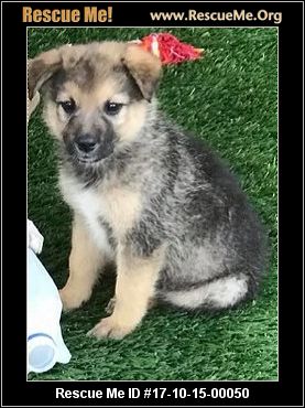 australian shepherd 10 months arizona australian shepherd rescue u2015 adoptions u2015 rescueme org australian shepherd 10 months arizona australian shepherd rescue u2015 adoptions u2015 rescueme org