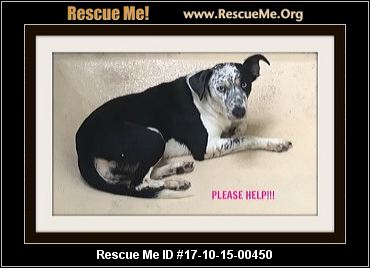south texas australian shepherd rescue florida australian shepherd rescue u2015 adoptions u2015 rescueme org south texas australian shepherd rescue florida australian shepherd rescue u2015 adoptions u2015 rescueme org