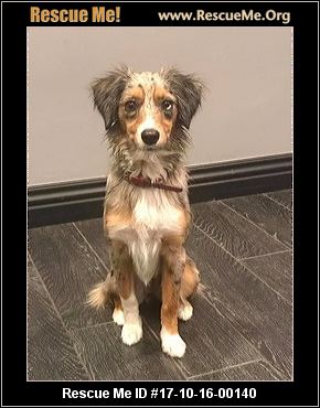 australian shepherd 60 minutes california australian shepherd rescue u2015 adoptions u2015 rescueme org australian shepherd 60 minutes california australian shepherd rescue u2015 adoptions u2015 rescueme org