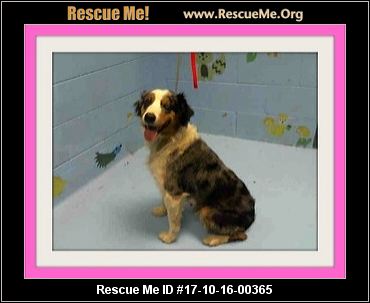 australian shepherd california california australian shepherd rescue u2015 adoptions u2015 rescueme org australian shepherd california california australian shepherd rescue u2015 adoptions u2015 rescueme org