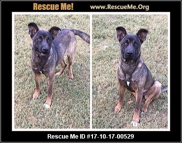 Texas German Shepherd Rescue ― ADOPTIONS ― RescueMe.Org