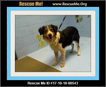 australian shepherd 60 minutes california australian shepherd rescue u2015 adoptions u2015 rescueme org australian shepherd 60 minutes california australian shepherd rescue u2015 adoptions u2015 rescueme org