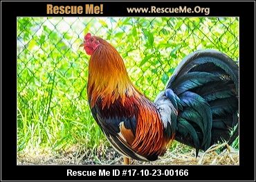 animal rescue farm rescueme adoption rooster male york
