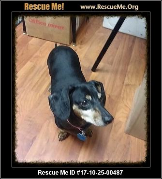 Oklahoma Dachshund Rescue ― ADOPTIONS ― RescueMe.Org