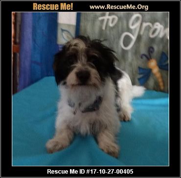 shih tzu rescue kansas kansas shih tzu rescue adoptions rescueme org shih tzu rescue kansas kansas shih tzu rescue adoptions rescueme org