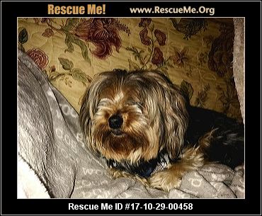 yorkie rescue virginia west virginia yorkie rescue adoptions rescueme org yorkie rescue virginia west virginia yorkie rescue adoptions rescueme org