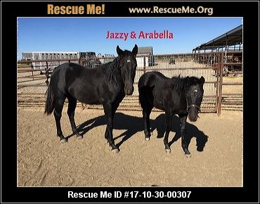 California Horse Rescue ― ADOPTIONS ― RescueMe.Org