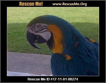 washington bird rescue adoptions rescueme org washington bird rescue adoptions rescueme org