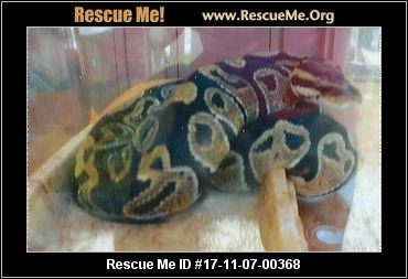 Washington Reptiles & More Rescue ― ADOPTIONS ― RescueMe.Org