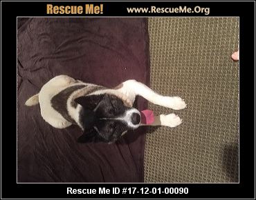 Akita Rescue Pittsburgh Pa Adopt 23071000264 ~ Akita Rescue ~ Media, Pa