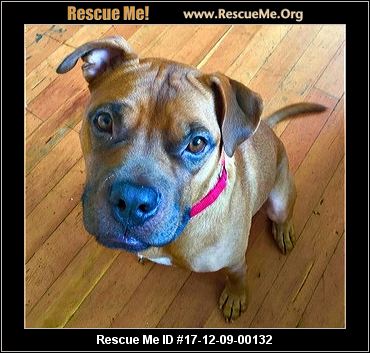 boxer rescueme animal rescue adoption york