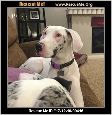 dane rescue texas rescueme