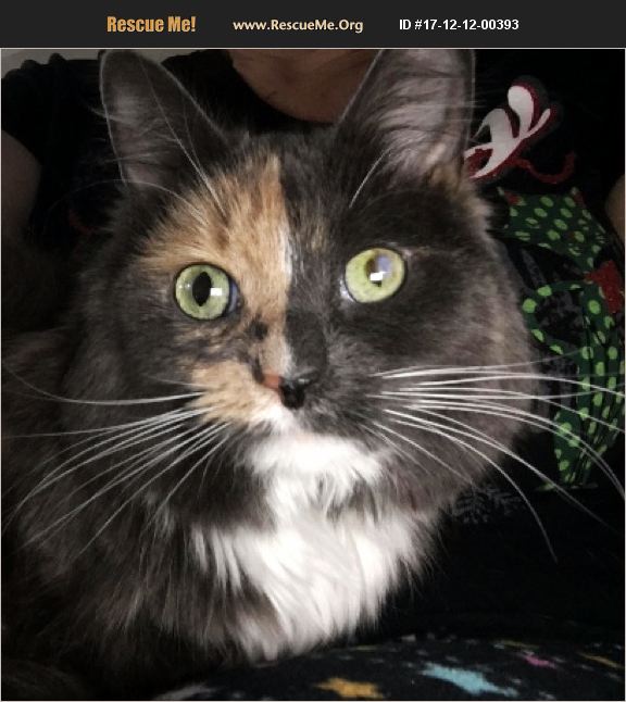 17121200393 Domestic Cat Howell, NJ