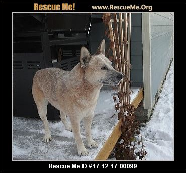 greyhound vulva oregon adult adoptions