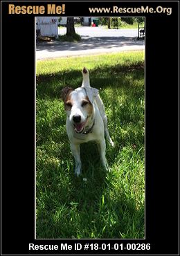 rescue dog rescueme chihuahua dogs hampshire