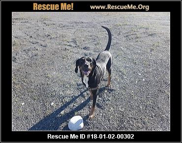 Dog Adoption And Rescue Anchorage Alaska Dog Adoption And Rescue Anchorage Alaska