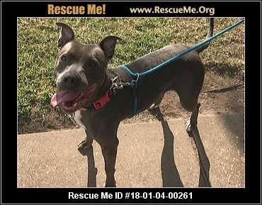 Kansas Pit Bull Rescue ― ADOPTIONS ― RescueMe.Org
