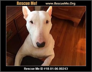 Bull Terrier Blog ― RescueMe.Org