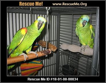 washington bird rescue adoptions rescueme org washington bird rescue adoptions rescueme org