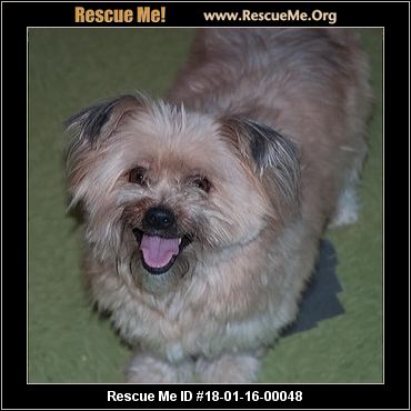 virginia yorkie rescue west virginia yorkie rescue adoptions rescueme org virginia yorkie rescue west virginia yorkie rescue adoptions rescueme org