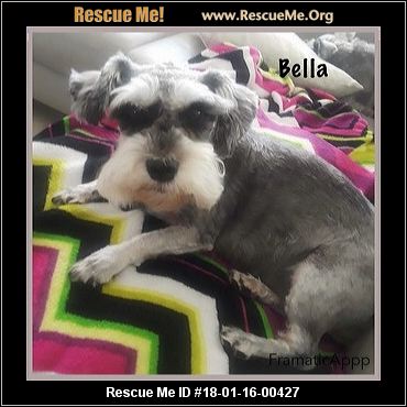 Florida Schnauzer Rescue ― ADOPTIONS ― RescueMe.Org