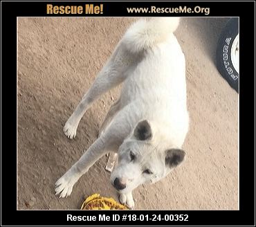 Nevada Dog Rescue ― ADOPTIONS ― RescueMe.Org