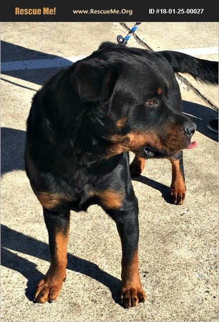 Adopt 18012500027 ~ Rottweiler Rescue ~ Irving Tx