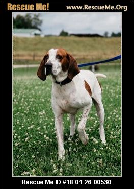 foxhound rescue near me