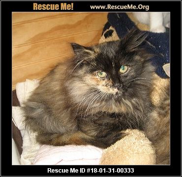 rescue coon maine georgia rescueme adoption cats dusty female