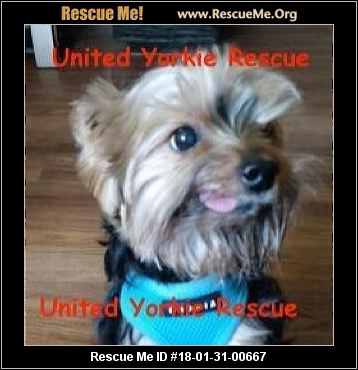 yorkie florida rescueme rescue
