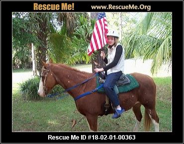 horse florida rescueme very rescue horses male animal good