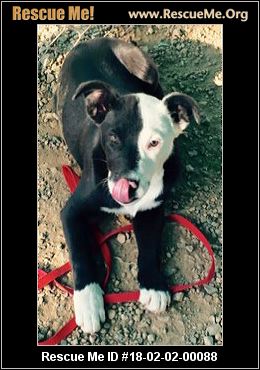 California Border Collie Rescue ― Adoptions ― Rescueme Org