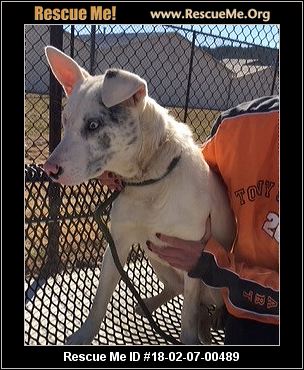 australian shepherd rescueme ga mix