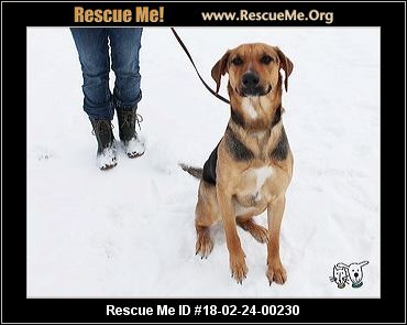 Can Spayed Female Dog Produce Milk Can Spayed Female Dog Produce Milk