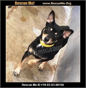 Colorado Chihuahua Rescue ― Adoptions ― Rescueme Org