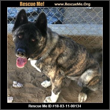 California Akita Rescue ― ADOPTIONS ― RescueMe.Org