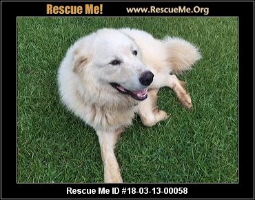 Tug White German Shepherd amp Great Pyrenees Mix Adult Male Tug White German Shepherd amp Great Pyrenees Mix Adult Male