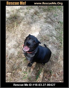 Forever Home Dog Rescue Johnston Forever Home Dog Rescue Johnston