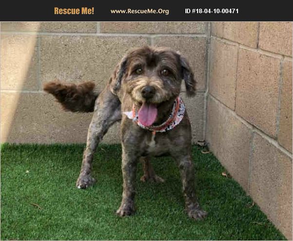 Adopt 18041000471 ~ Tibetan Terrier Rescue ~ Moreno Valley Ca