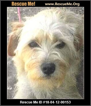 rescue tibetan terrier colorado rescueme forrest pending male