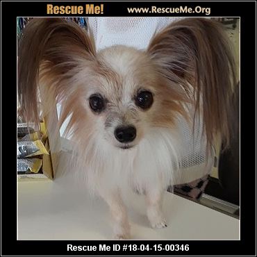 Florida Papillon Rescue ― ADOPTIONS ― RescueMe.Org