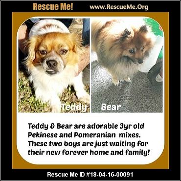 teddy bear pomeranian rescue