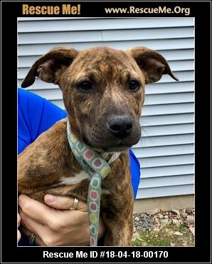 New York German Shepherd Rescue ― Adoptions ― Rescueme Org