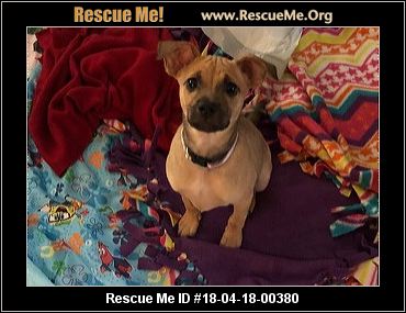 Oregon Dog Rescue ― ADOPTIONS ― RescueMe.Org