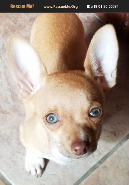 Adopt 18042000384 ~ Chihuahua Rescue ~ Phoenix Az