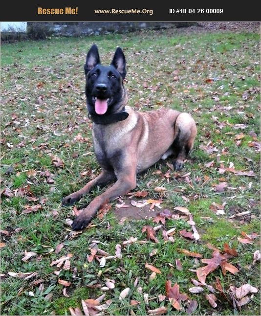 ADOPT 18042600009 ~ Belgian Malinois Rescue ~ Gold Hill, OR